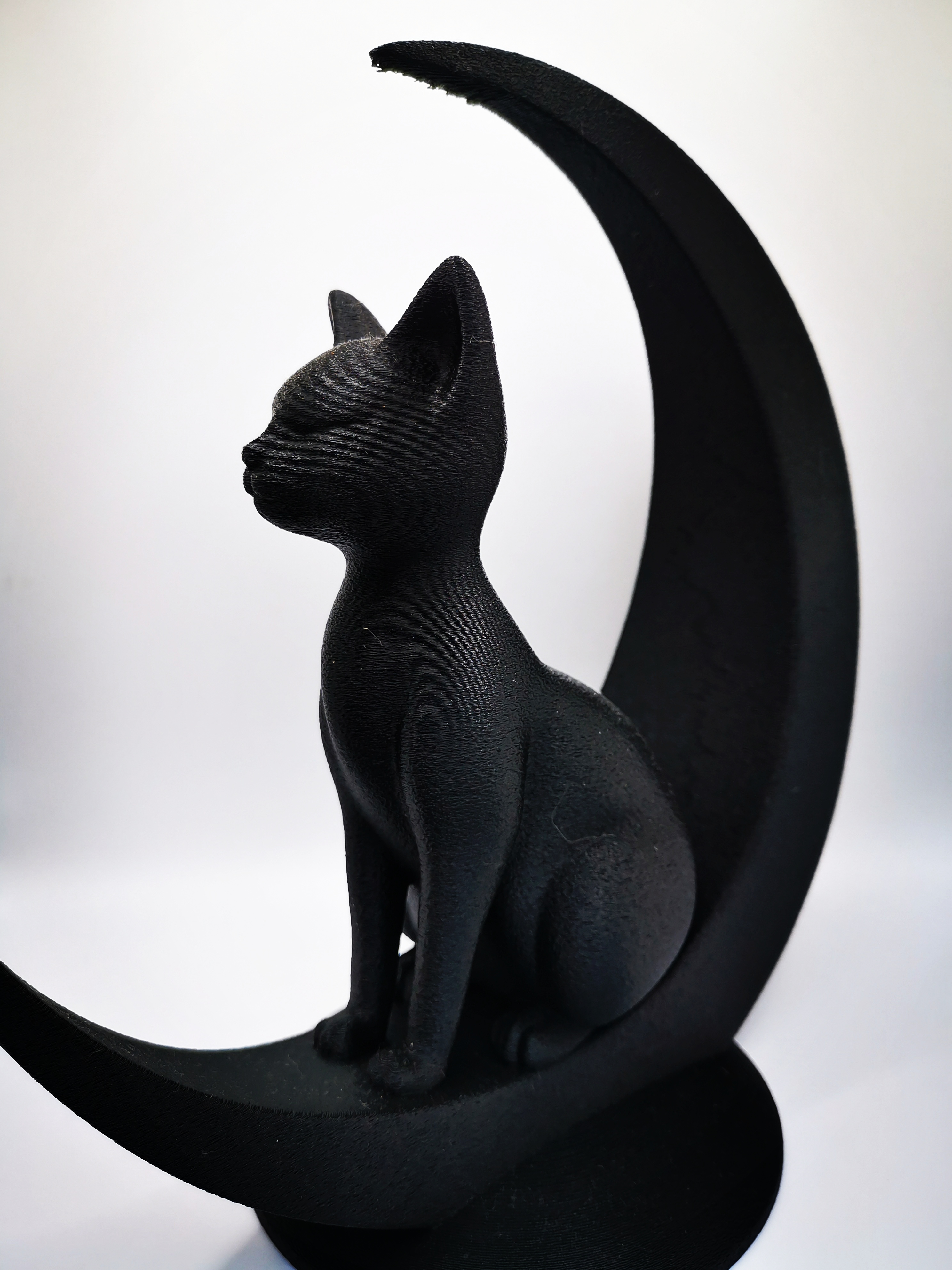Chat sur lune