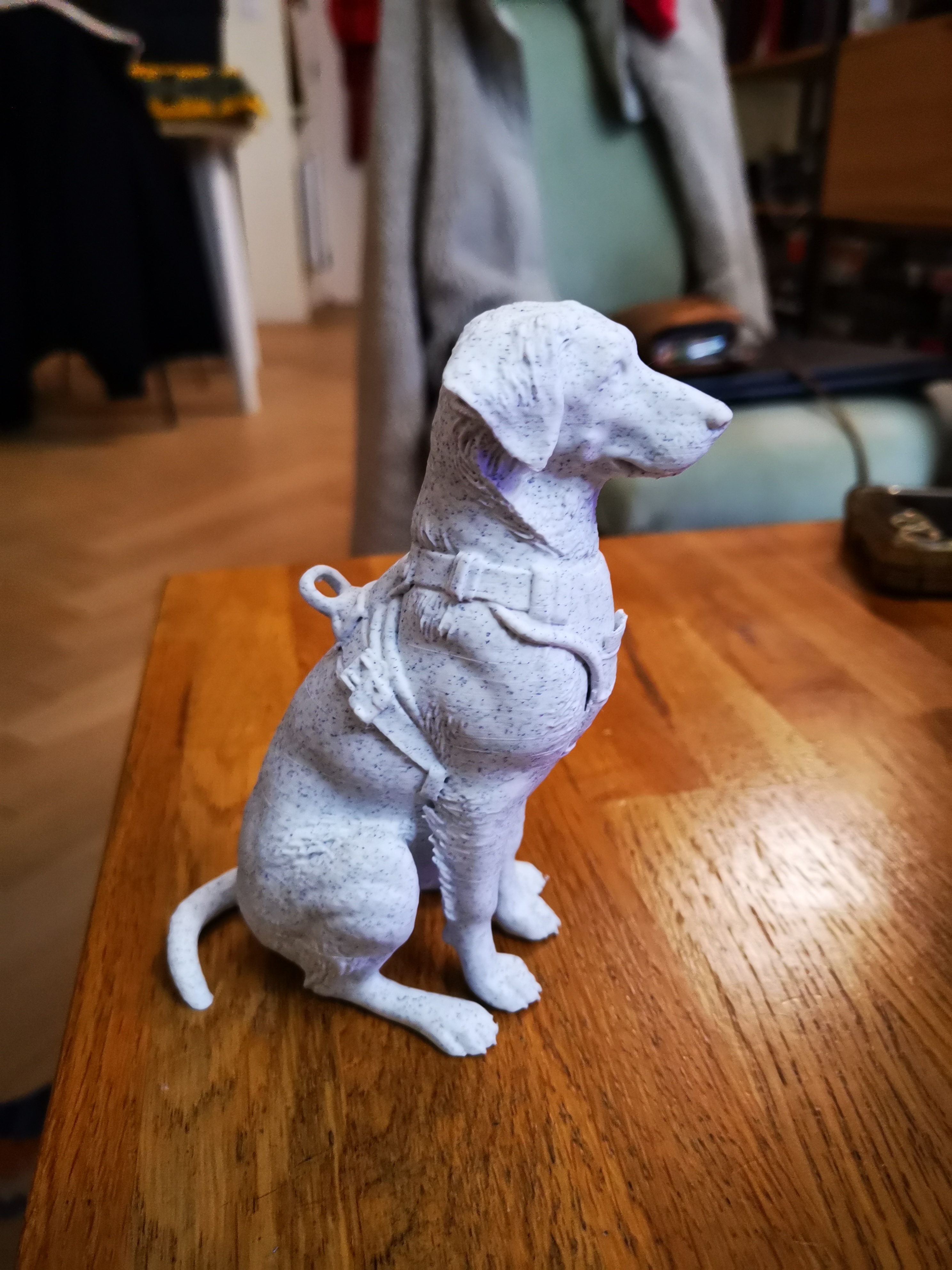 Chien de race Podenco